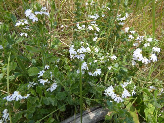 Scaevola albida