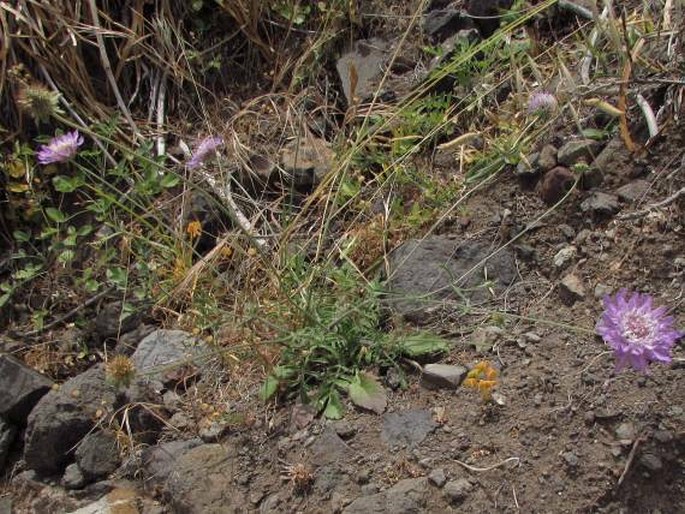 Scabiosa atropurpurea