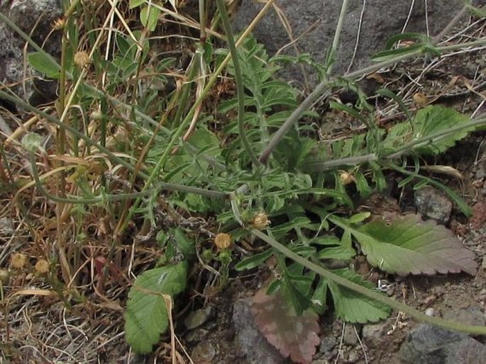 Scabiosa atropurpurea