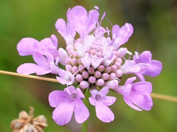 Scabiosa lucida subsp. calcicola