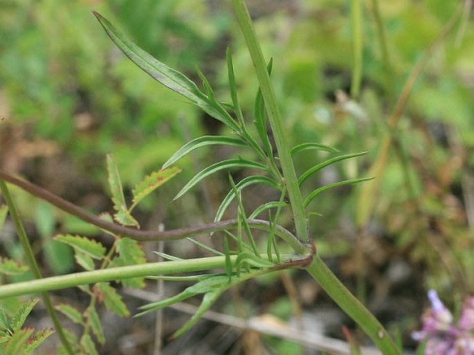 Scabiosa lucida subsp. calcicola