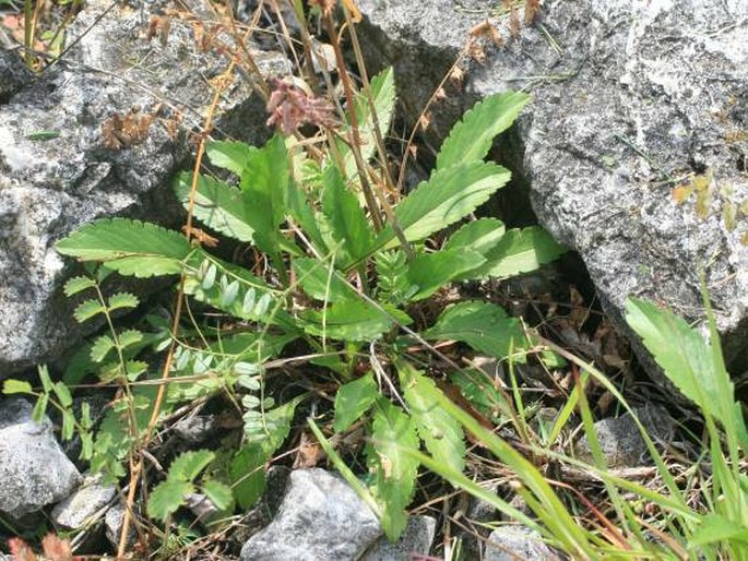 Scabiosa lucida subsp. calcicola