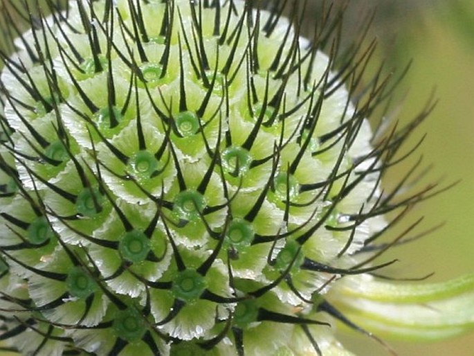 Scabiosa lucida subsp. calcicola