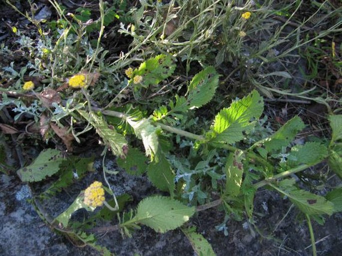 Scabiosa drakensbergensis