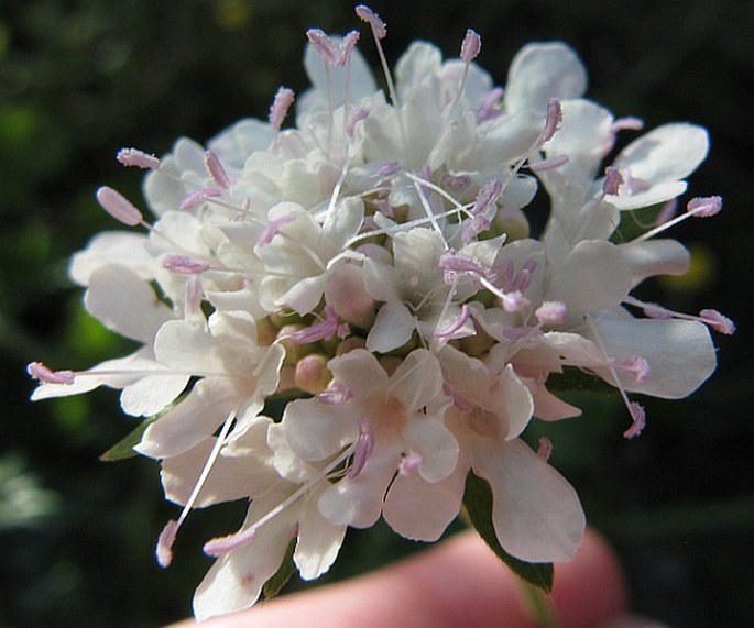 SCABIOSA DRAKENSBERGENSIS B. L. Burtt - hlaváč drakohorský