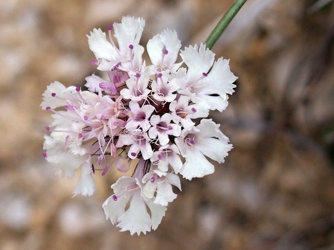 Scabiosa crenata