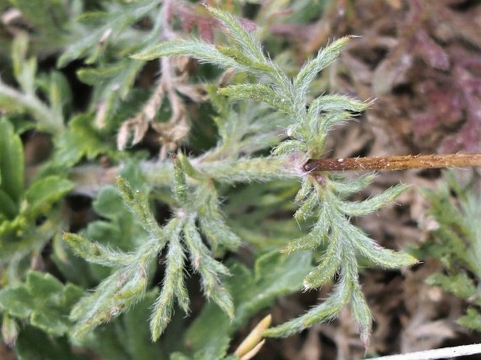 Scabiosa crenata