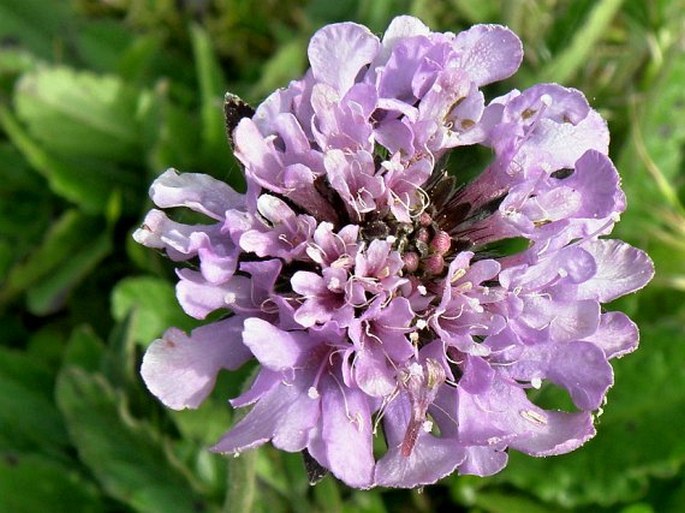 Scabiosa columbaria