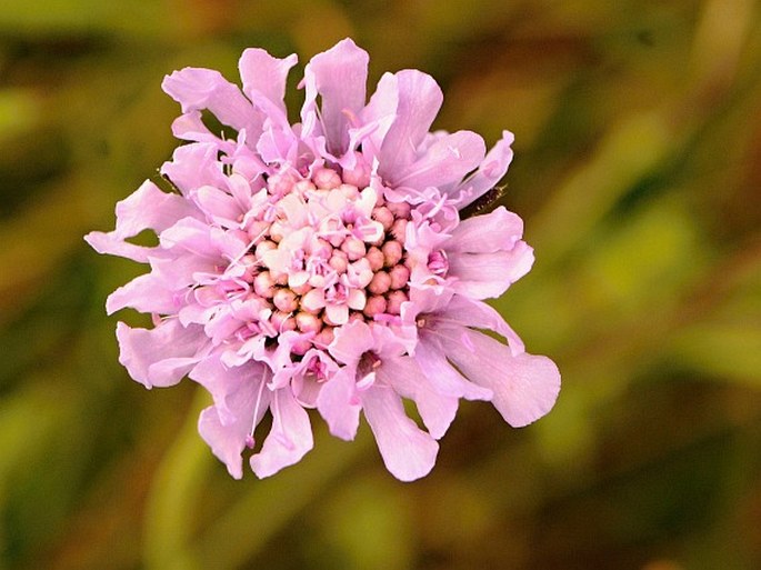 Scabiosa columbaria