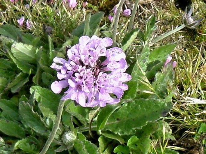 Scabiosa columbaria