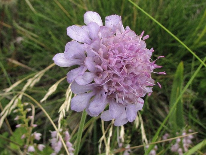 SCABIOSA NITENS Roem. et Schult. - hlaváč