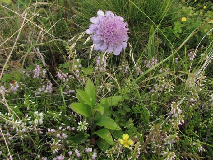 Scabiosa nitens