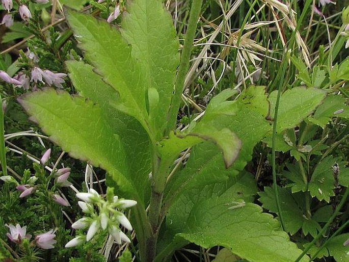 Scabiosa nitens