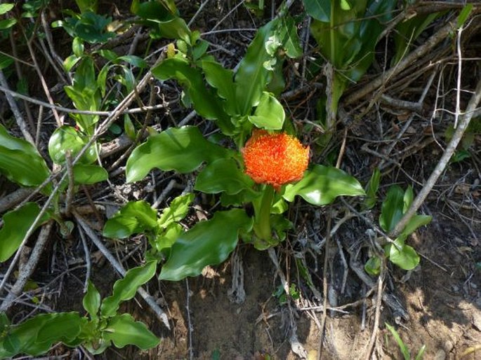 Scadoxus puniceus