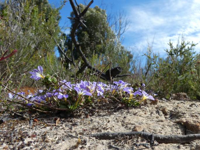 Scaevola aemula