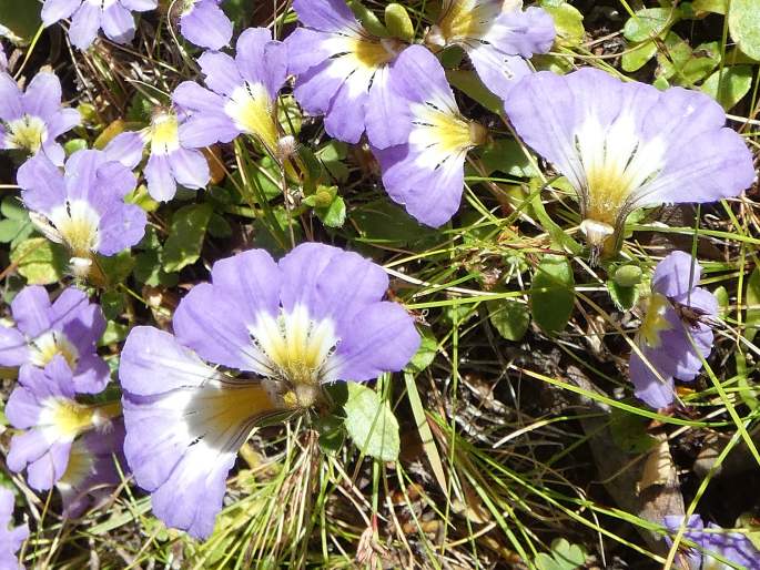 Scaevola aemula