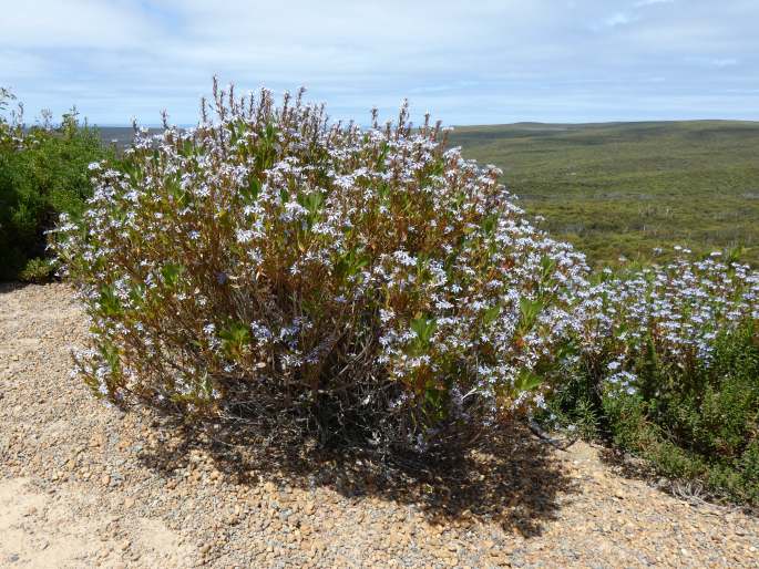 Scaevola crassifolia