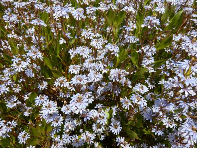 Scaevola crassifolia