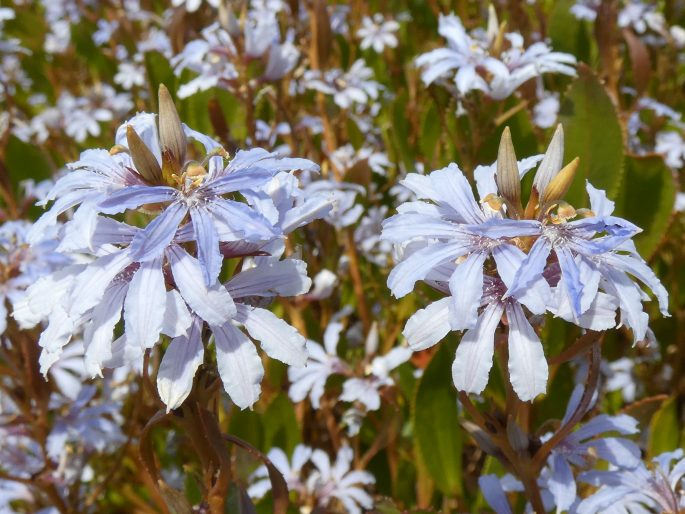 Scaevola crassifolia