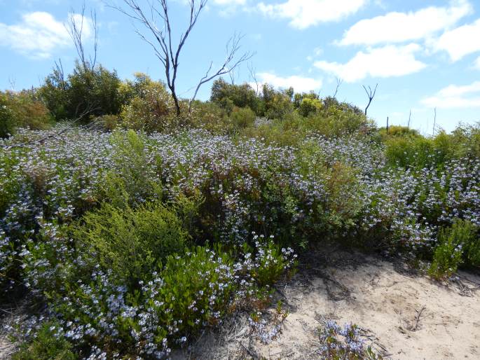 Scaevola crassifolia