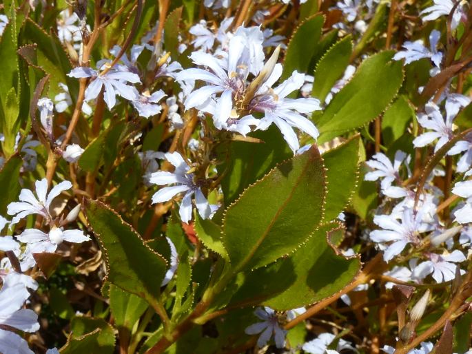 Scaevola crassifolia