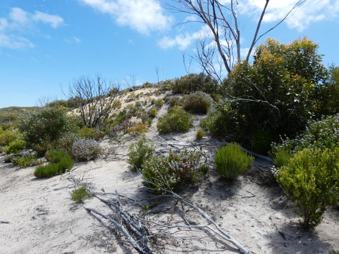 Scaevola crassifolia