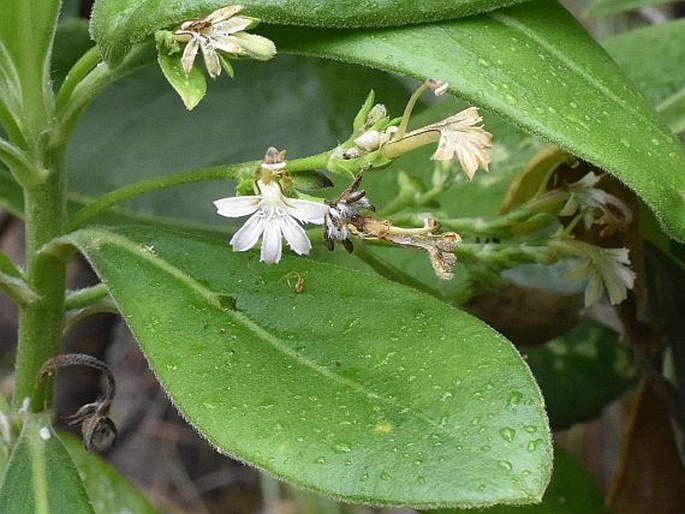 Scaevola micrantha