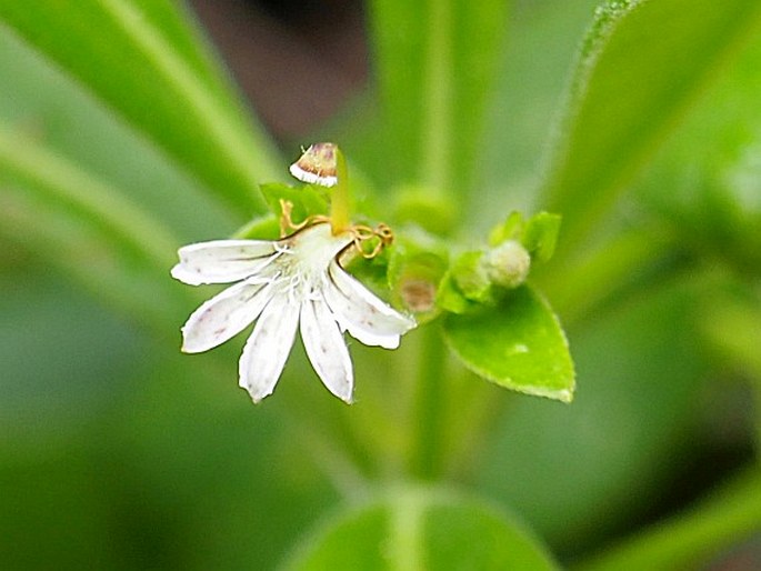 Scaevola micrantha