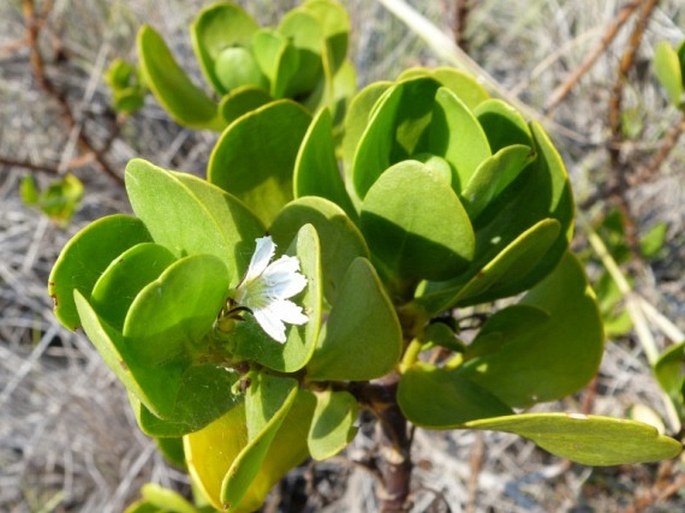 SCAEVOLA PLUMIERI (L.) Vahl – moral