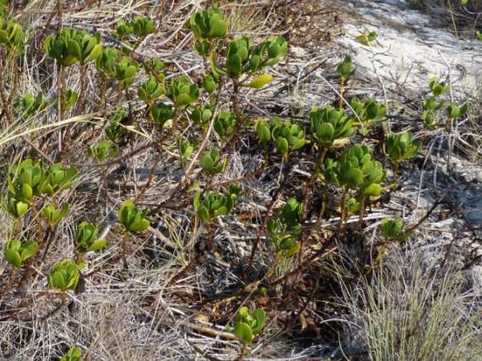 Scaevola plumieri