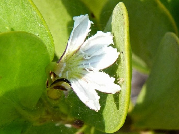 Scaevola plumieri