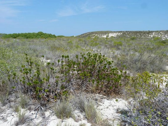 Scaevola plumieri