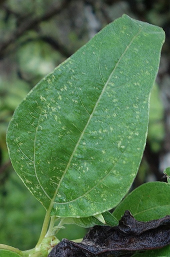 Scalesia pedunculata