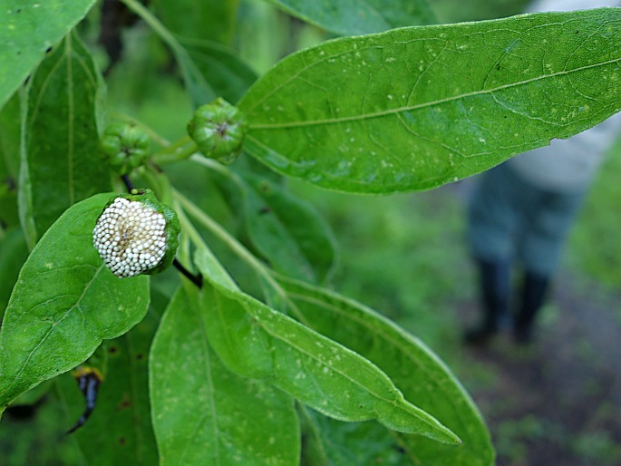 Scalesia pedunculata