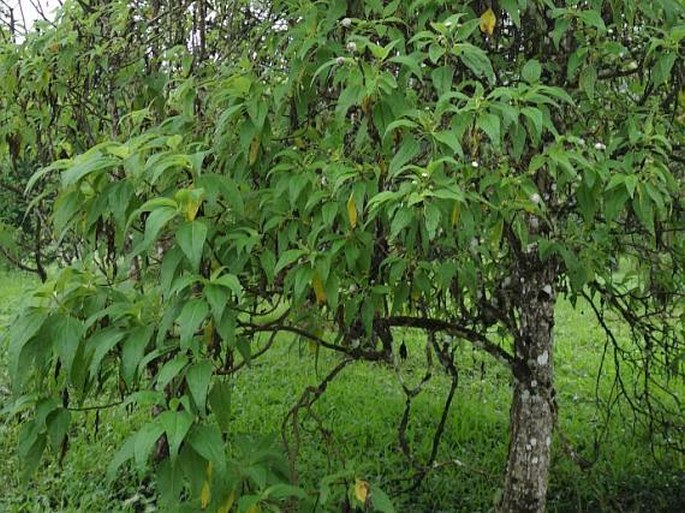 Scalesia pedunculata