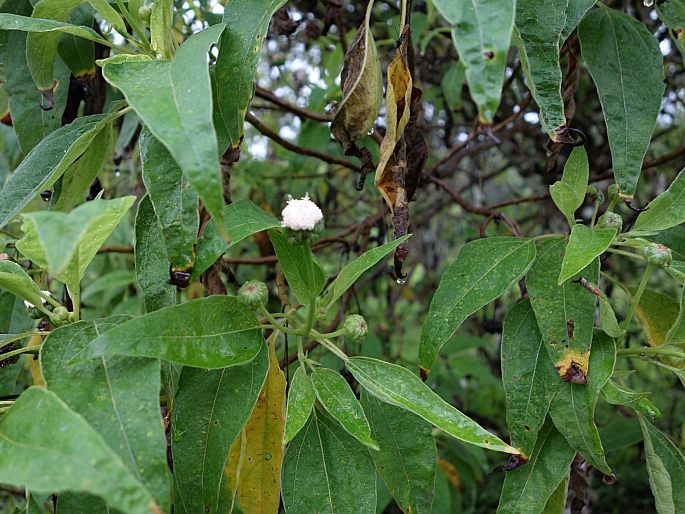 Scalesia pedunculata