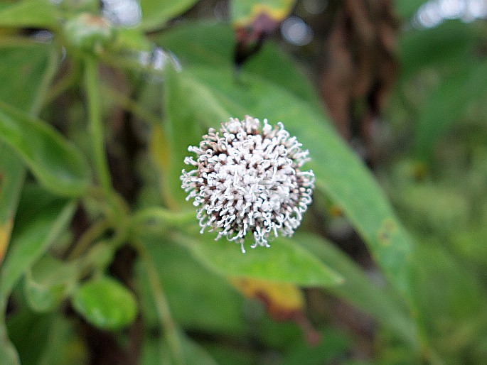 Scalesia pedunculata