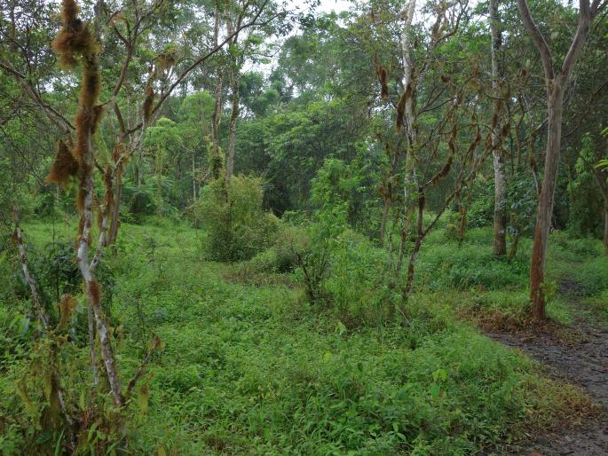 Scalesia pedunculata