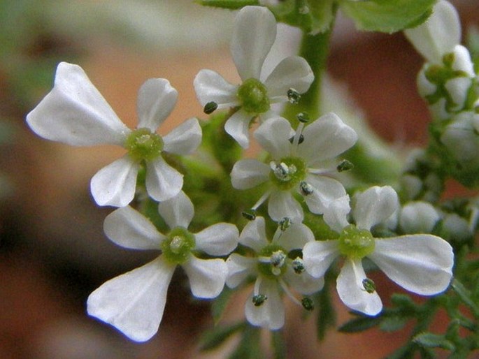 Scandix australis