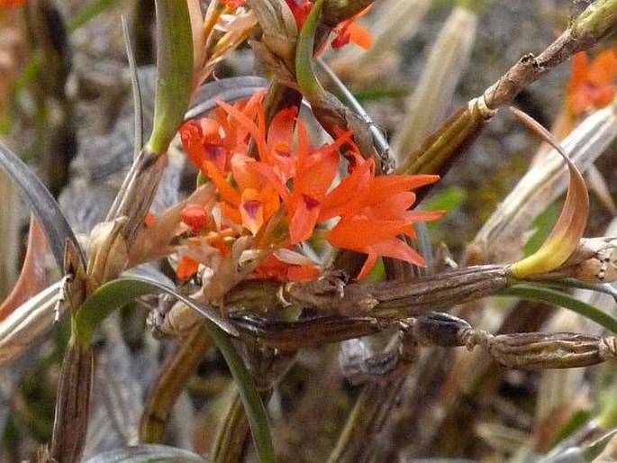 Scaphyglottis bidentata