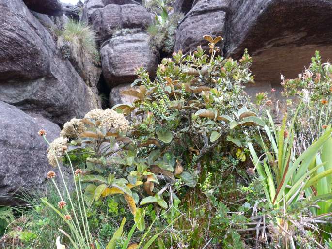 Schefflera chimantensis subsp. rugosifolia