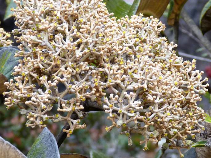 Schefflera chimantensis subsp. rugosifolia