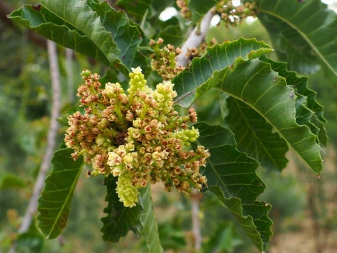 Schinus latifolius