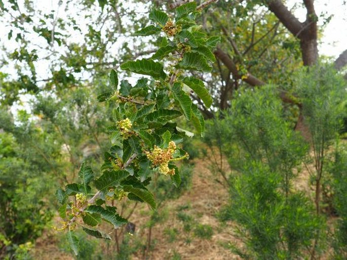 Schinus latifolius