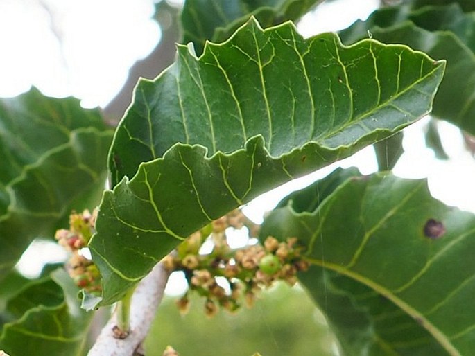 Schinus latifolius