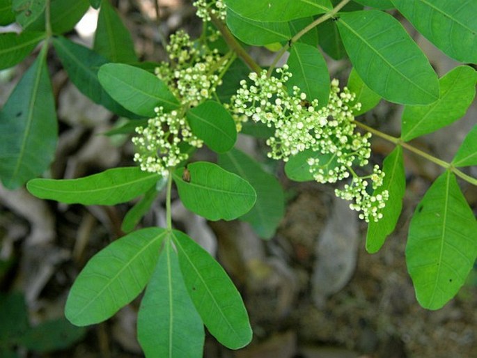 Schinus terebinthifolia