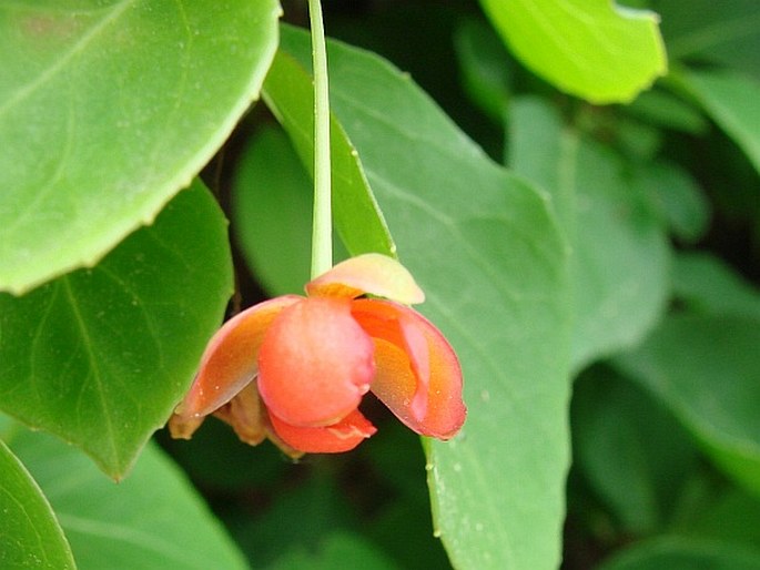 Schisandra sphenanthera