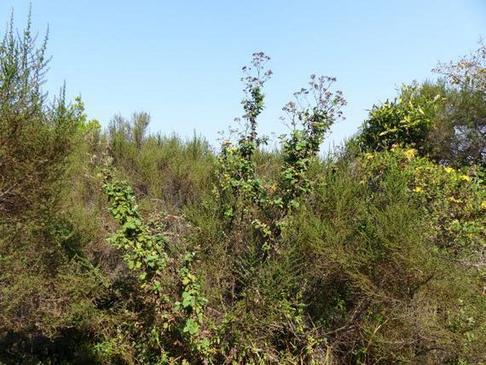 Schistostephium rotundifolium