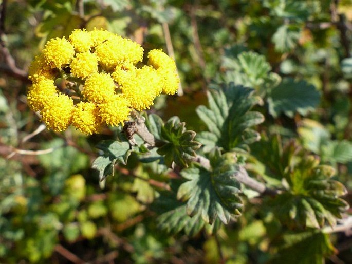 Schistostephium rotundifolium