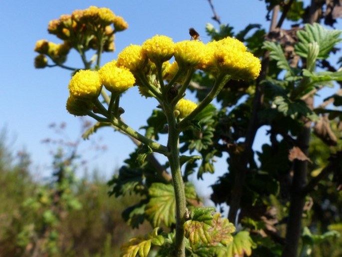 Schistostephium rotundifolium